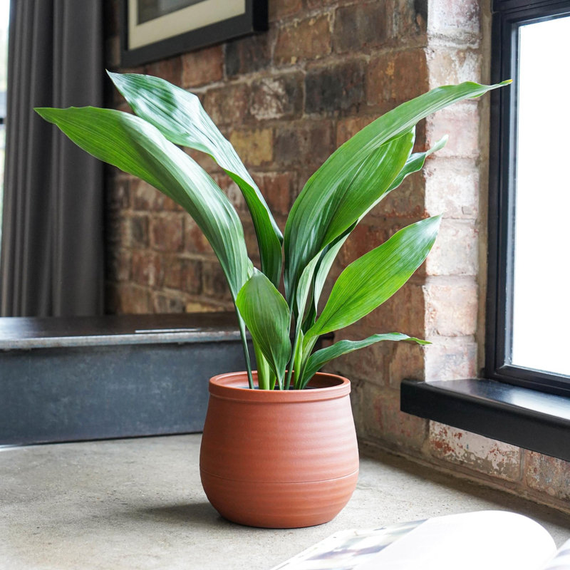 Ivyline Kew Indoor Handthrown Indoor Planter, 24 cm H x 25 cm W x 25 cm D, Umber