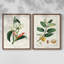 Reproduction encadrée Turpin Tropical Botanicals IX-Premium - prête à être accrochée-1420657860-1420657866