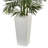 Areca Palm Tree in Planter