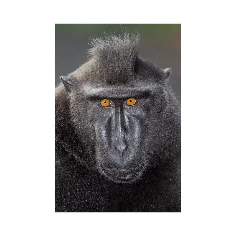 Black Crested Macaque Alpha Eye Contact by Mogens Trolle - Wrapped Canvas Print, 66.04 cm H x 45.72 cm W x 3.175 cm D