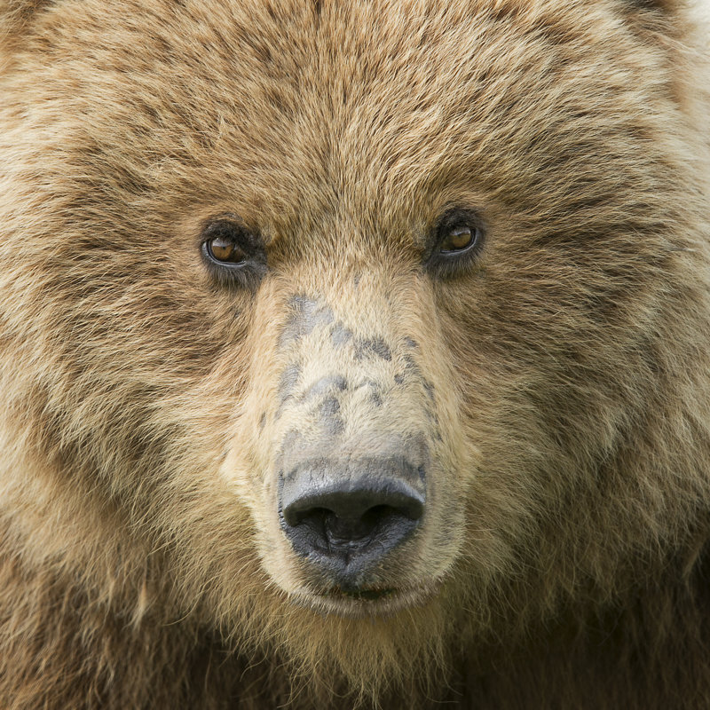 Bear Life I, H 20 po x l 20 po