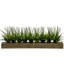 36 po Faux oignon en pot-1921597549-1911460639