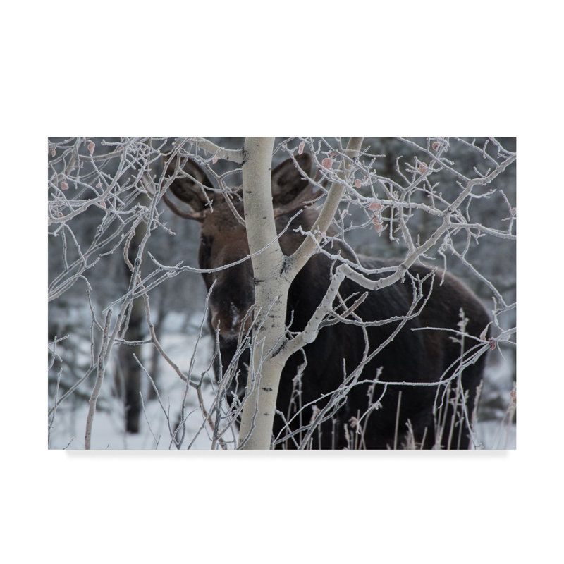 Toile tendue - Brenda Petrella, photographie d'art mural «Hiding Moose» pour décoration de salon, de chambre à coucher ou de bureau - 30 x 47