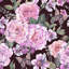 Bidwell Matte Mural-1699394573