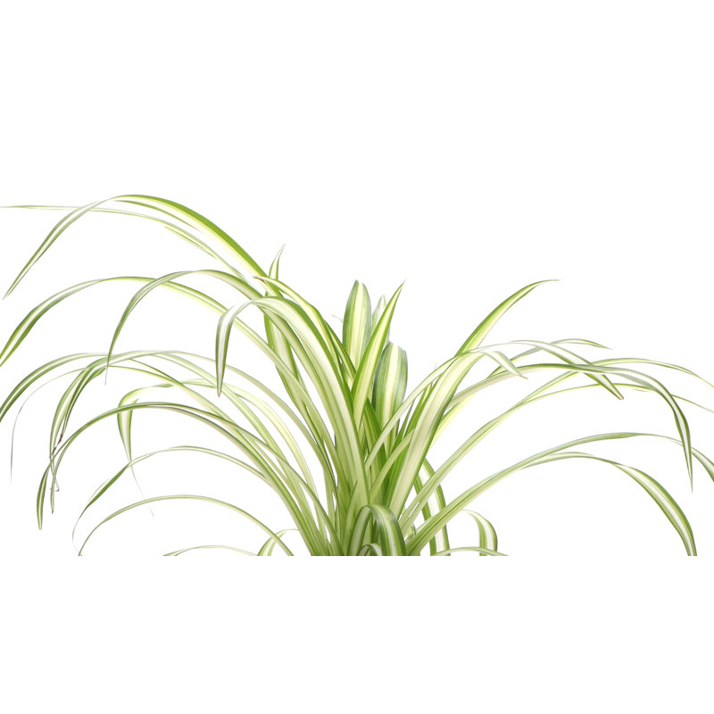 Live Spider Plant in Classic Pot, White