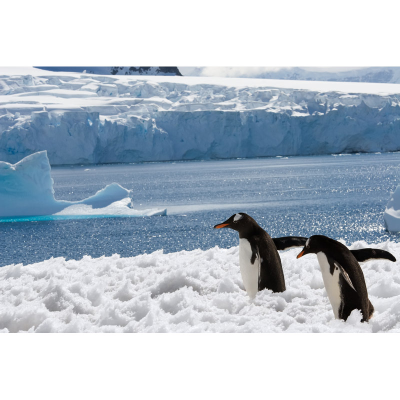 Cogdill Two Penguins In Snow - Wrapped Canvas Print, 30cm H x 46cm W x 3.8cm D