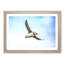 Flying Atlantic Puffin Bird - Picture Frame Graphic Art Print-56713479-56713480