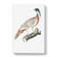Pucras Pheasant Illustration by John Edward Gray - Wrapped Canvas Print-55322359