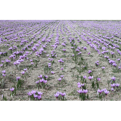 Field Of Cultivated Pink Saffron Flowers by Viperagp - Wrapped Canvas Print