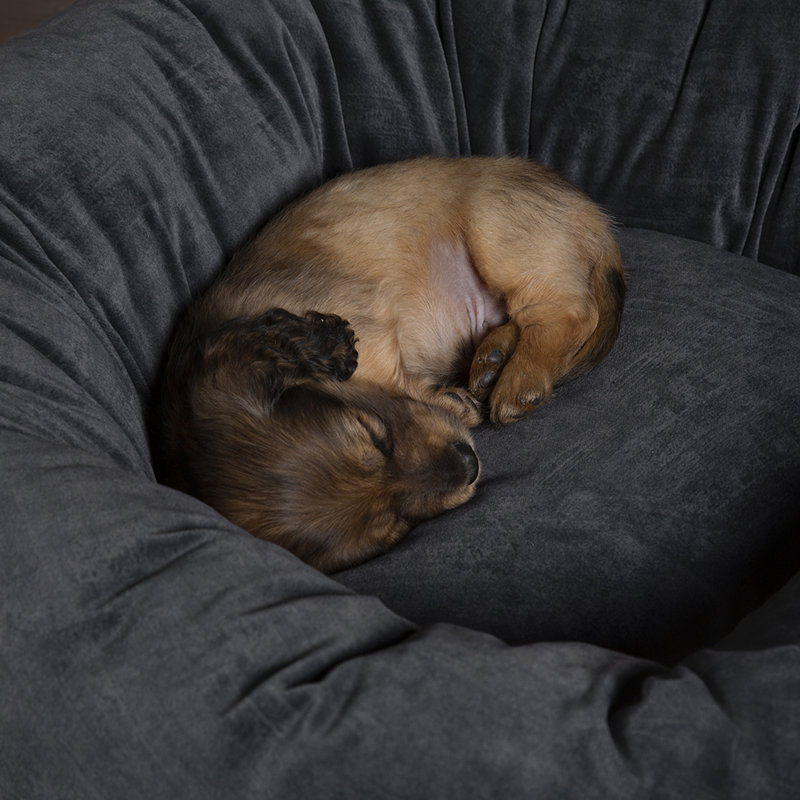 Polyester Pet Bed, Grey, Large (18-32kg)