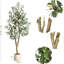 60cm Plant