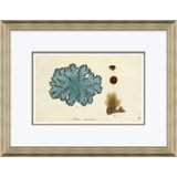 Blue Coral Giclee Print by Paul Cezanne