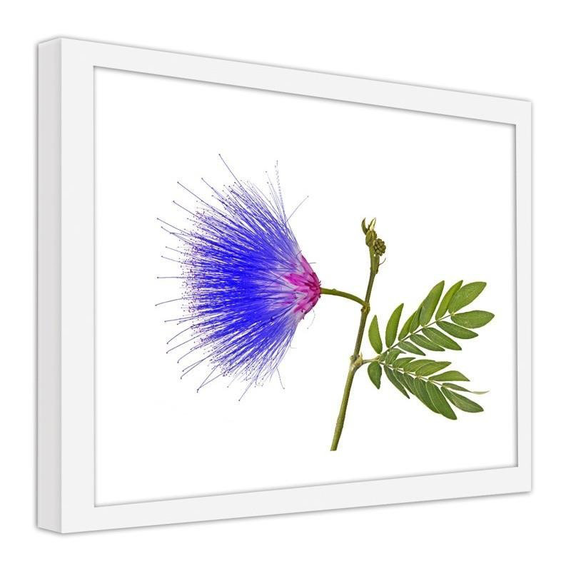 Gerahmter Fotodruck Blue and Pink Flower