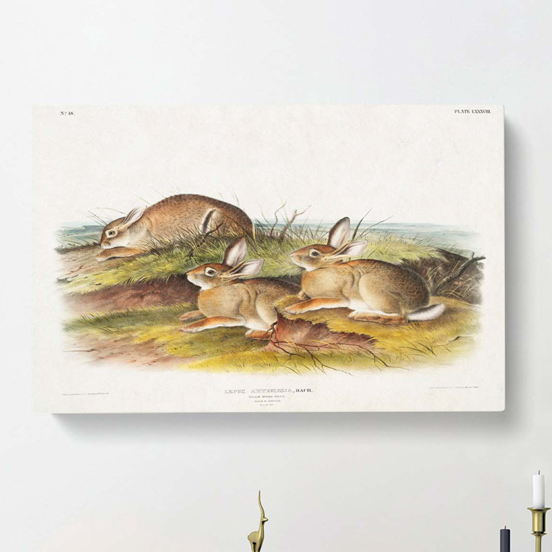 Warm Wood Hare by J.W. Audubon - Wrapped Canvas, 35cm H x 50cm W x 3cm D