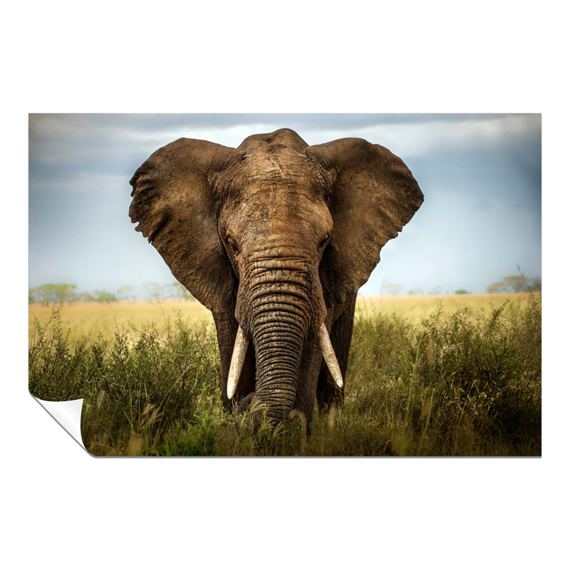 Elephant In Safari Close Up - No Frame Print, 41cm H x 61cm W x 0.5cm D