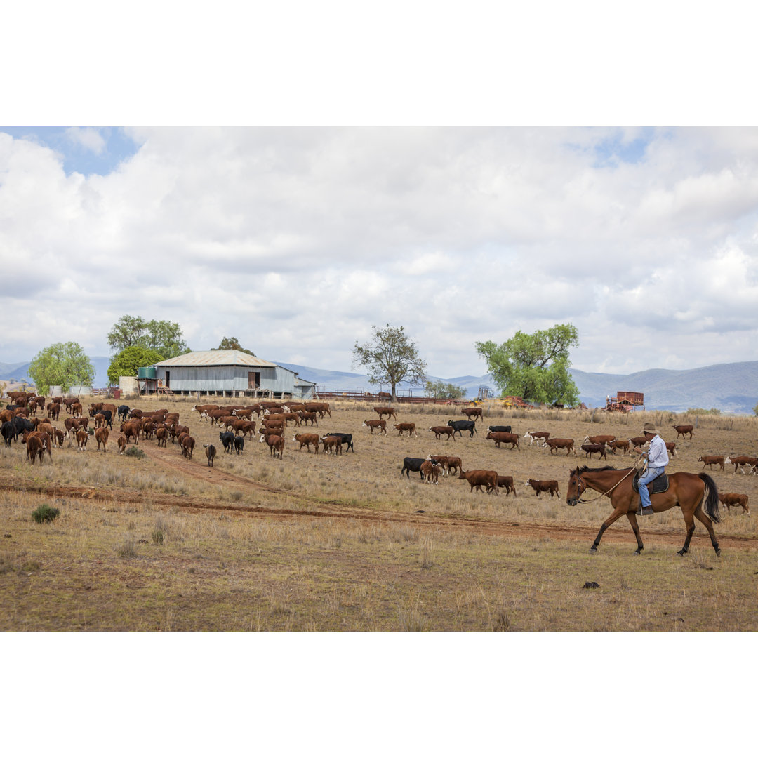 Australian Stockman On Horse With Cattle by Anna Green - Wrapped Canvas Print