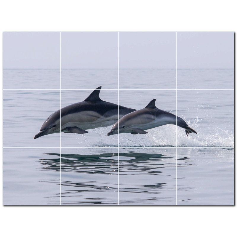 Dauphin photo 8 x 8