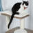 Duncanville Cat Perch