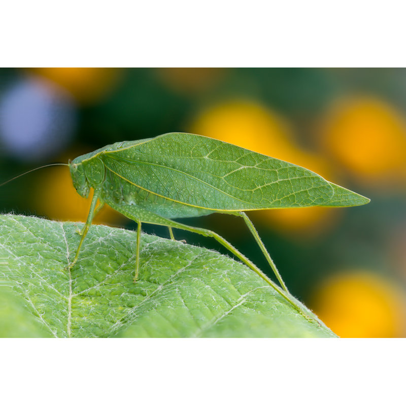 " Katydid (Leaf Bug) " by Culbertson, 36" W x 24" H
