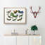 Collection of Hummingbirds XXVI by Oliver Goldsmith - Picture Frame Painting-57864401-57864400