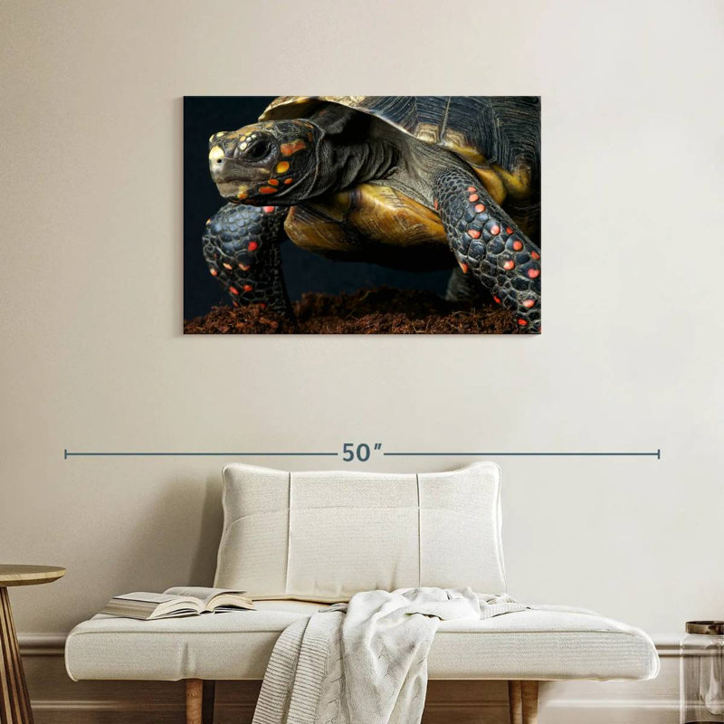 Tortue à pieds rouges, H 24 po x l 36 po