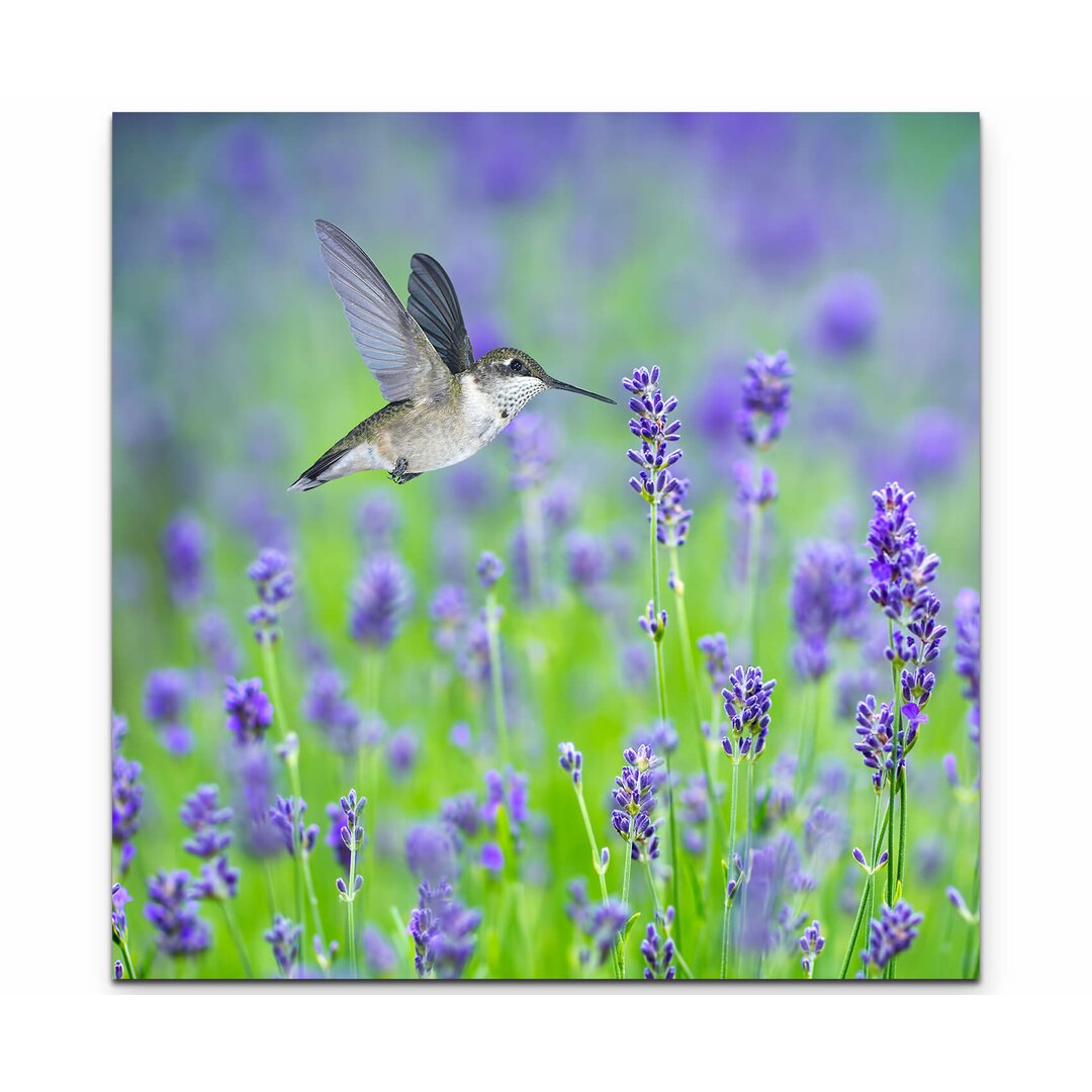 Leinwandbild "Kolibri im Lavendelfeld - Vögel" - Fotografie