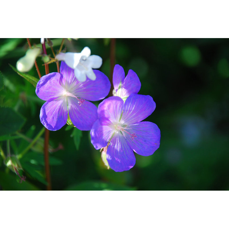 Sunbathed Purple Flowers - Wrapped Canvas Print, 30cm H x 46cm W x 3.8cm D