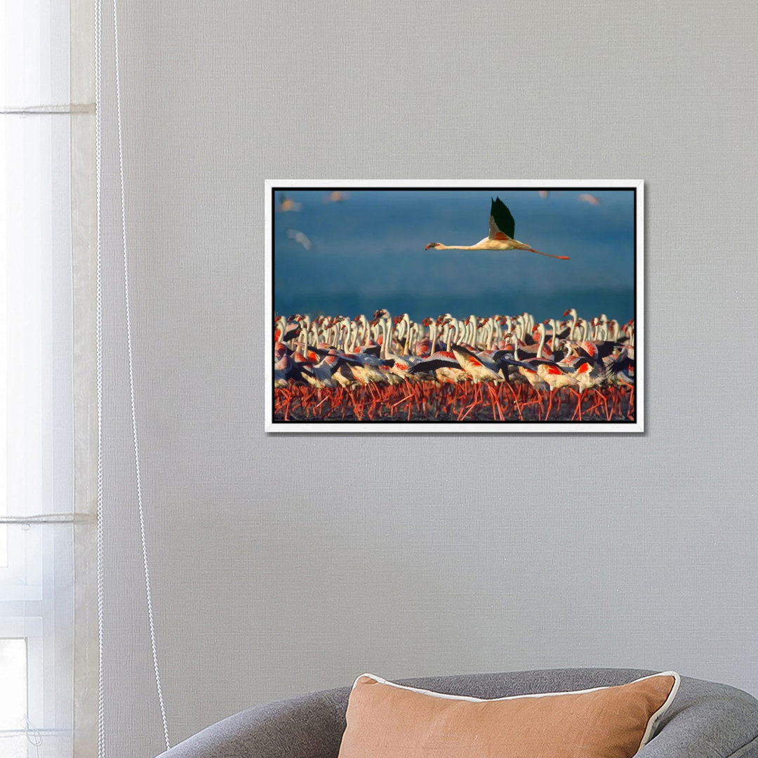 Lesser Flamingo Flying Over Flock, Lake Nakuru, Kenia von Tim Fitzharris - Galerie-Giclée auf Leinwand