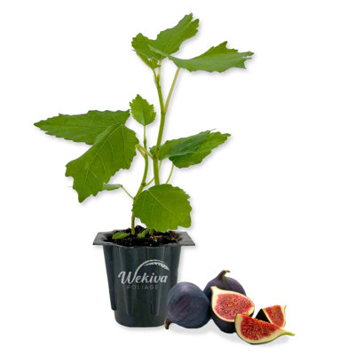 Black Mission Fig Tree - Live Starter Plant in a Grower's Liner - Ficus Carica - Edible Fruit Tree for the Patio and Garden