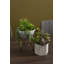 36cm Faux Succulent Plant in Stone Planter
