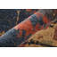 Tapis bleu Rockett-1908067878