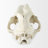 Shannock Handmade Resin Figurine / Sculpture Decorative Object