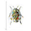 « ladybird », impression sur toile tendue-22640139-72688915-72688916