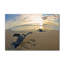 « leatherback », reproduction de photo sur toile