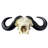 Real Cape Buffalo Skull