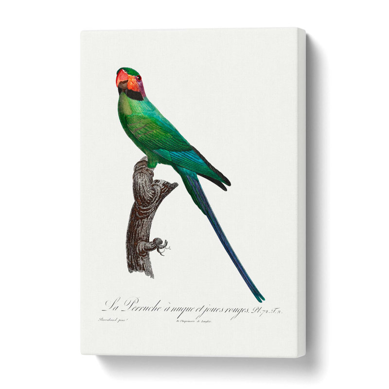 Blossom-Headed Parakeet - Wrapped Canvas Painting, 50 cm H x 35 cm W