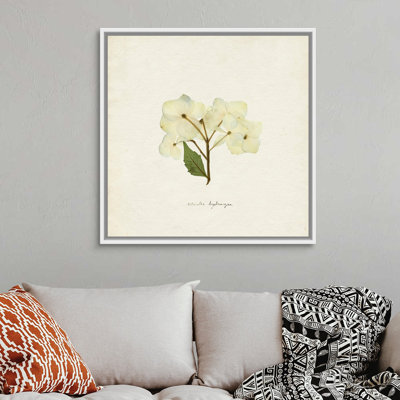 Cornales Hydrangea I par Emma Caroline - reproduction d'art
