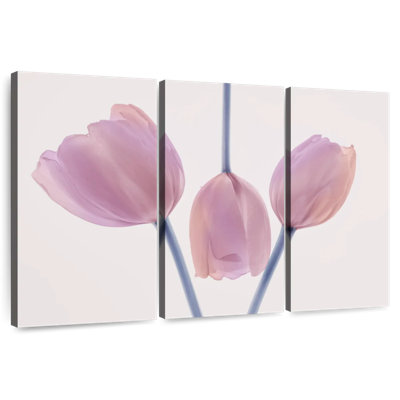 Trio de tulipes Harnek
