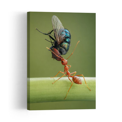 Ant Carrying Fly Vibrant Contemporary Ant Fly Nature Wildlife Wall Art Print by Edy Pamungkas - Print