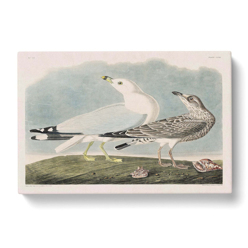 Common American Gulls - Wrapped Canvas Painting, 40cm H x 60cm W x 3cm D