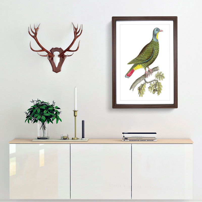 Black-Capped Pigeon by George Shaw - Framed Print, 50cm H x 35cm W x 2cm D, Walnut