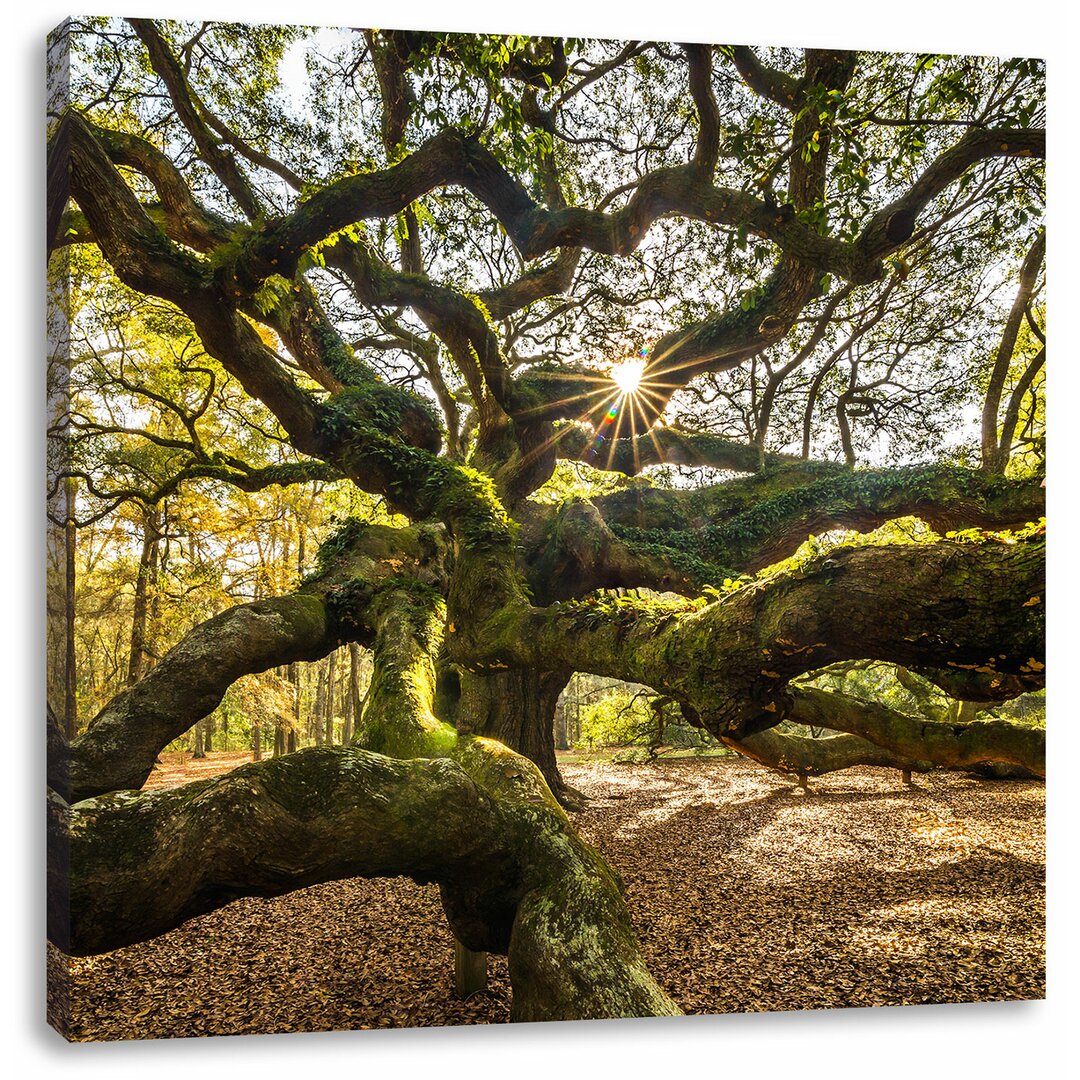 Leinwandbild Gigantisch verwzeigter Baum