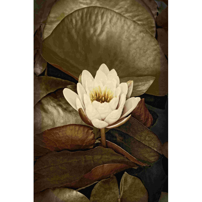 Nénuphar simple, H 30 po x l 20 po
