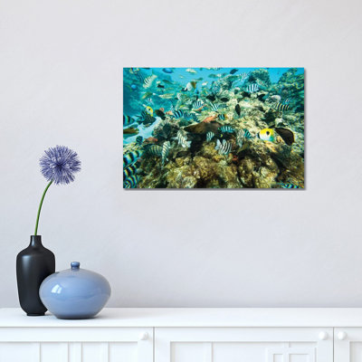 Coral Reef Fish Swimming In The Pacific Ocean, Tahiti, French Polynesia by Panoramic Images - Wrapped Canvas Print