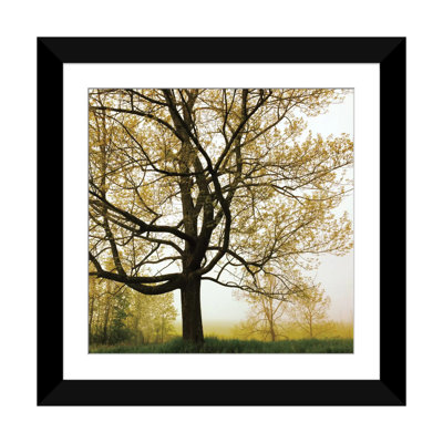 Arbre du matin, reproduction de photo sur toile tendue