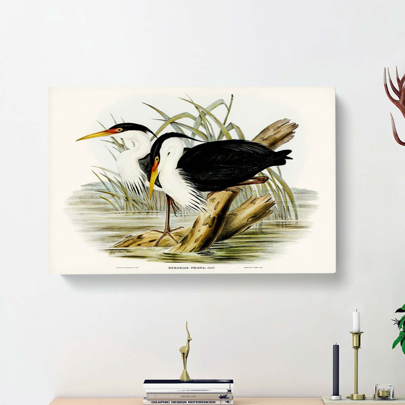 Pied Egrets by Elizabeth Gould - Wrapped Canvas, 40cm H x 60cm W x 3cm D