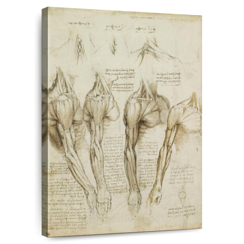 Muscles de l'épaule, bras et cou, H 48 po x l 32 po