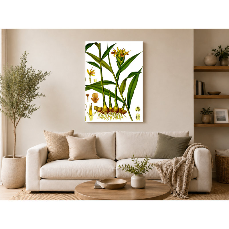 Zingiberofficinal (Ginger Plant Illustration) - Portrait, art mural sur toile, 20" W x 16" H