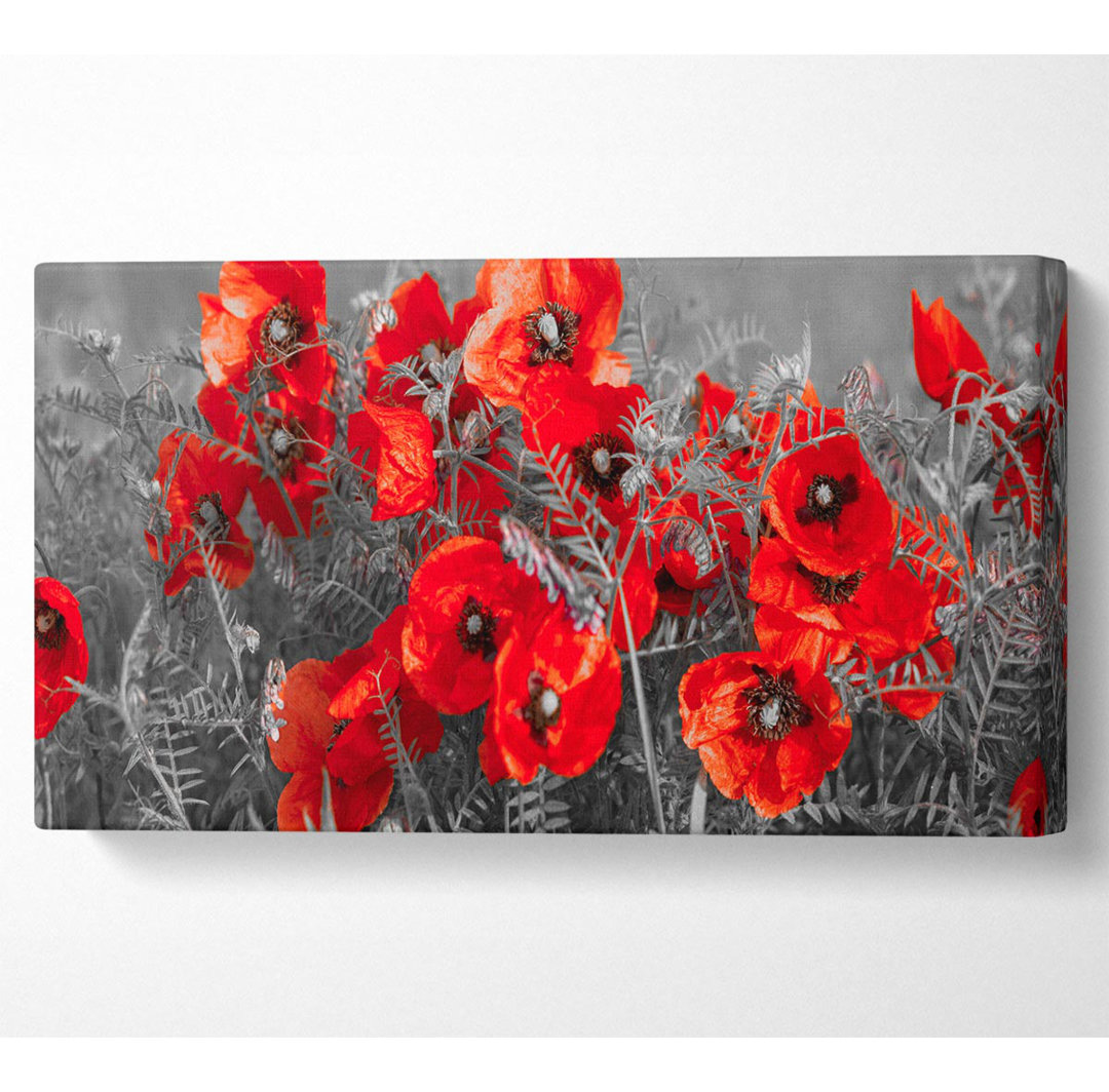 Roter Mohn in Nahaufnahme - Leinwanddrucke auf Leinwand