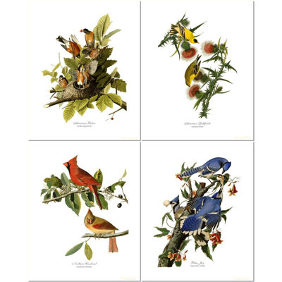 Ensemble de 4 reproductions d’art de dessin "rétro" audubon oiseau "